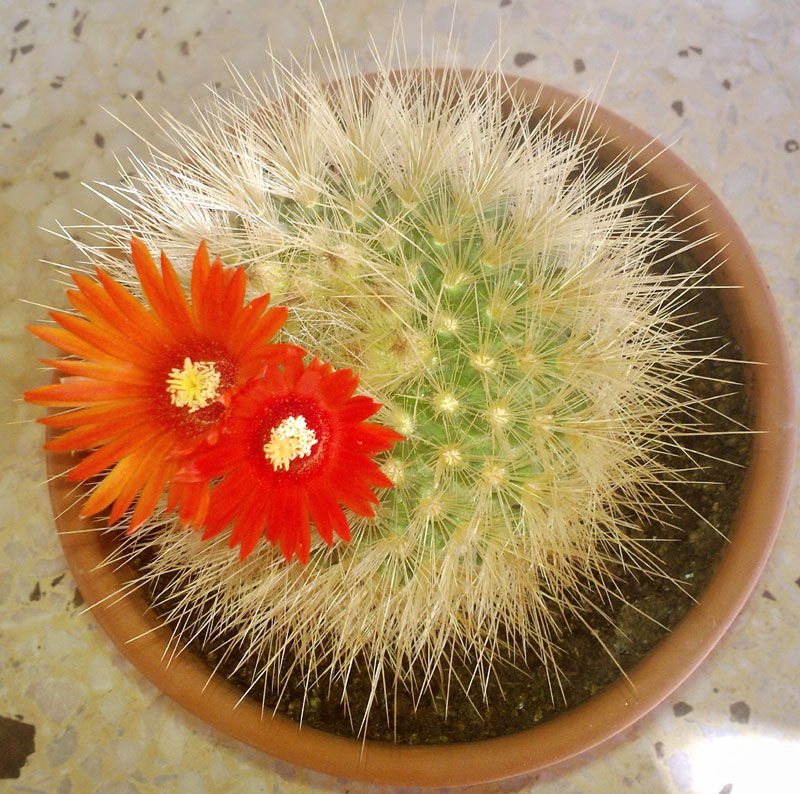 Parodia penicillata